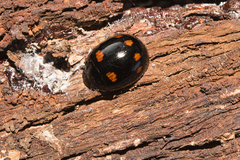 Paropsisterna dulcior