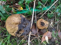 Scleroderma verrucosum