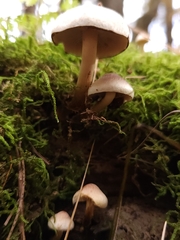 Hypholoma capnoides