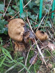 Scleroderma verrucosum