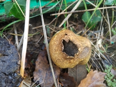 Scleroderma verrucosum