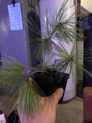 Pinus strobus