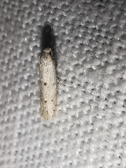 Symmocoides oxybiella