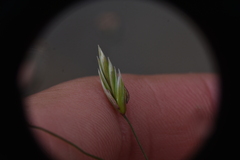 Festuca campestris