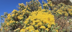 Ericameria cuneata spathulata