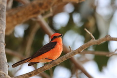 Pyrocephalus rubinus