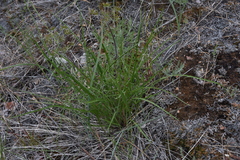Crepis atribarba