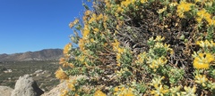 Ericameria cuneata spathulata