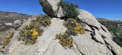 Ericameria cuneata spathulata