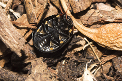 Paropsisterna dulcior