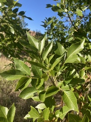 Fraxinus berlandieriana