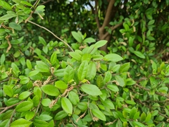 Streblus heterophyllus