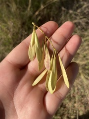 Fraxinus berlandieriana