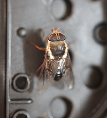 Scaptia