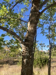 Fraxinus berlandieriana
