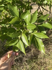 Fraxinus berlandieriana