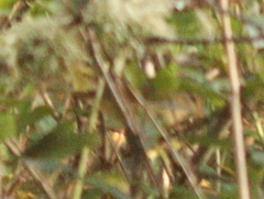 Phylloscopus schwarzi