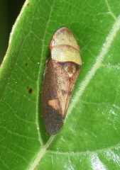 Petalocephala