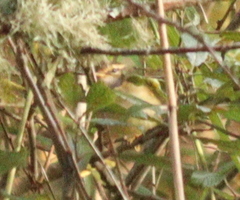 Phylloscopus schwarzi