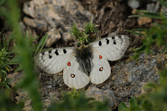 Parnassius phoebus