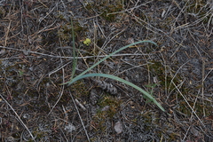 Calochortus macrocarpus macrocarpus