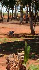 Numida meleagris domesticus