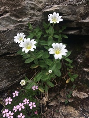 Cerastium uniflorum