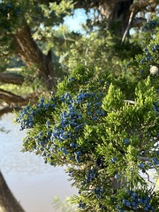 Juniperus ashei