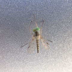 Chrysopilus