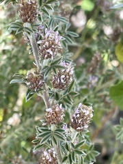 Dalea tomentosa