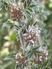 Dalea tomentosa