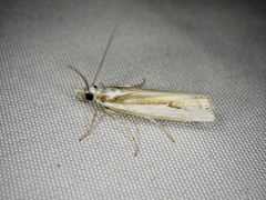 Crambus argyrophorus