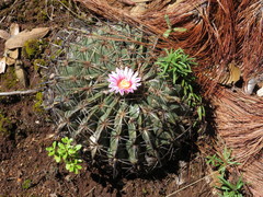 Ferocactus macrodiscus macrodiscus