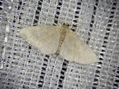 Idaea remissa