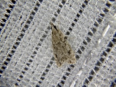 Scoparia congestalis