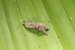 Givira nudaria