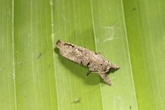Givira nudaria
