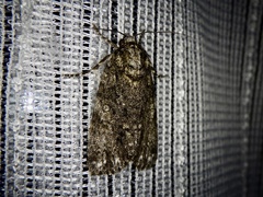 Acronicta rumicis