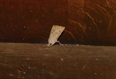 Spodoptera cilium