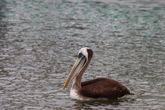 Pelecanus thagus