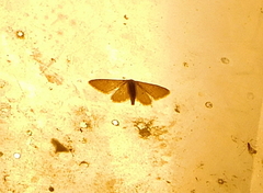 Idaea distinctaria