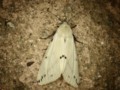 Spilosoma lutea