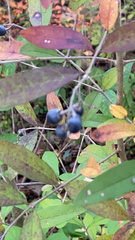 Ligustrum obtusifolium