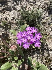 Abronia villosa villosa