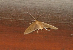 Achyra nudalis