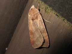 Diarsia canescens