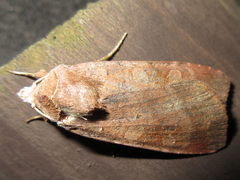 Diarsia canescens