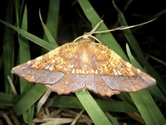 Garaeus specularis