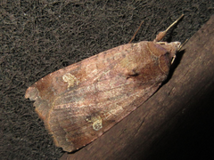 Diarsia canescens