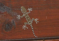 Ptyodactylus puiseuxi